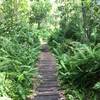 Ferns on the trail