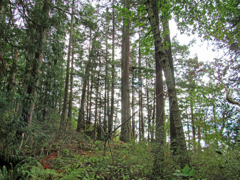 Beautiful tall evergreens