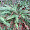 Forest floor covered in Broad Sword Ferns