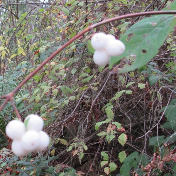 Snowberry