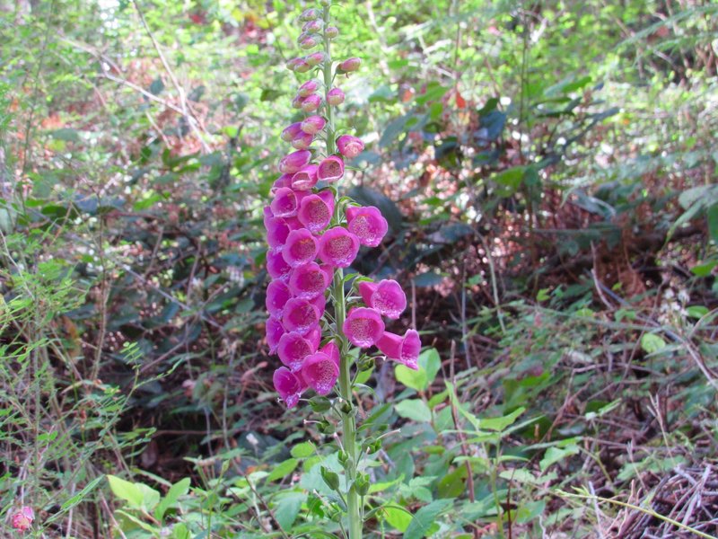 Foxglove