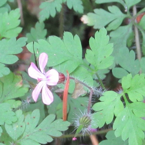 Geranium