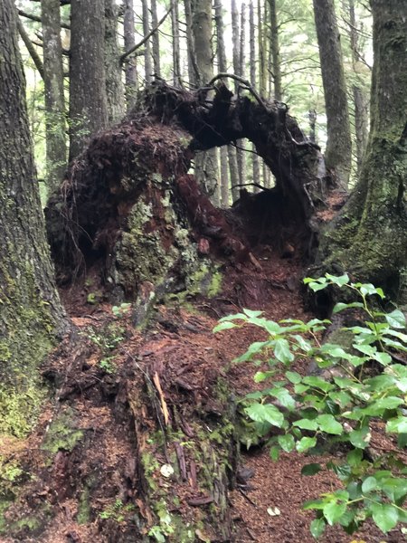 Cool looking natural tree decomposition