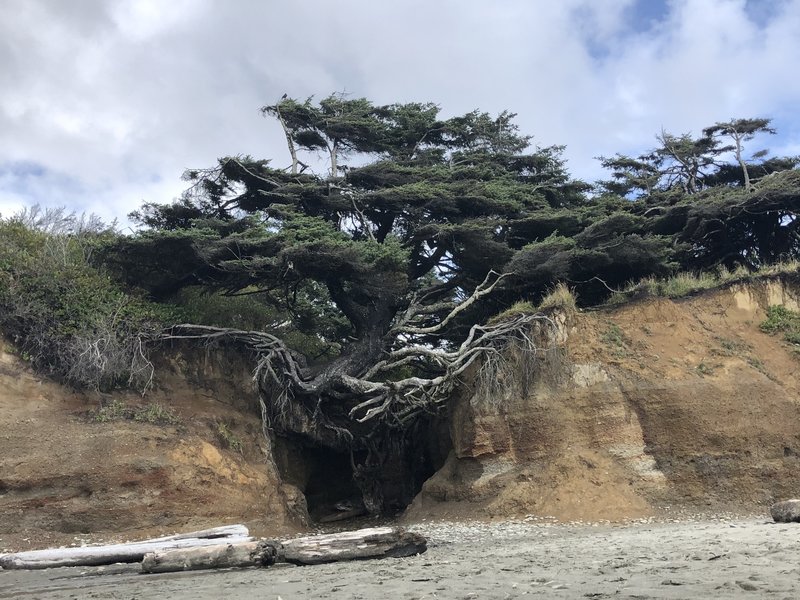 The Kalaloch Tree Of Life