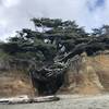 The Kalaloch Tree Of Life