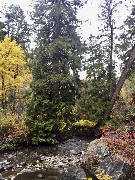 Autumn colors, Great Horned Owl, American Dipper, Pacific Wren, and some cute chickadees greeted us.