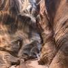 Shot of one of the narrow passages on the Willis Creek Trail. Be absolutely sure there have been no rains in the local area before doing this trail.