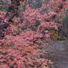 Maples in late October