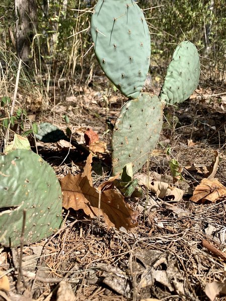 Alabama Cactus?