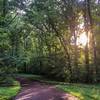 Shelby Forest Bicycle Trail in summer