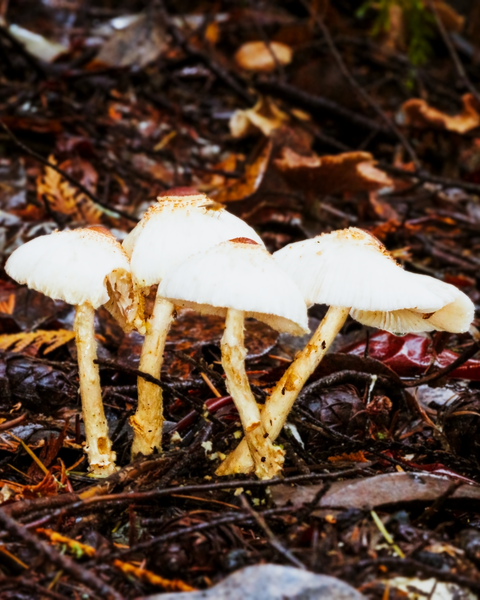 The cooler and damper Autumn weather is brining the mushrooms out.