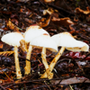 The cooler and damper Autumn weather is brining the mushrooms out.