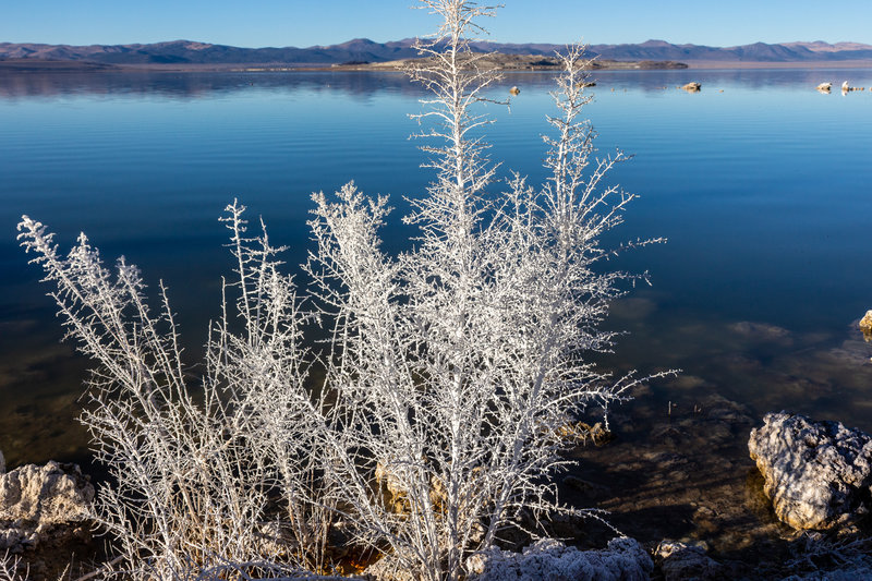 Even the bushes on the shoreline are covered in a white salt crust.