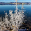 Even the bushes on the shoreline are covered in a white salt crust.