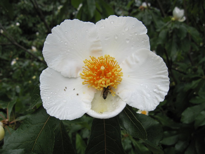 Franklinia alatamaha