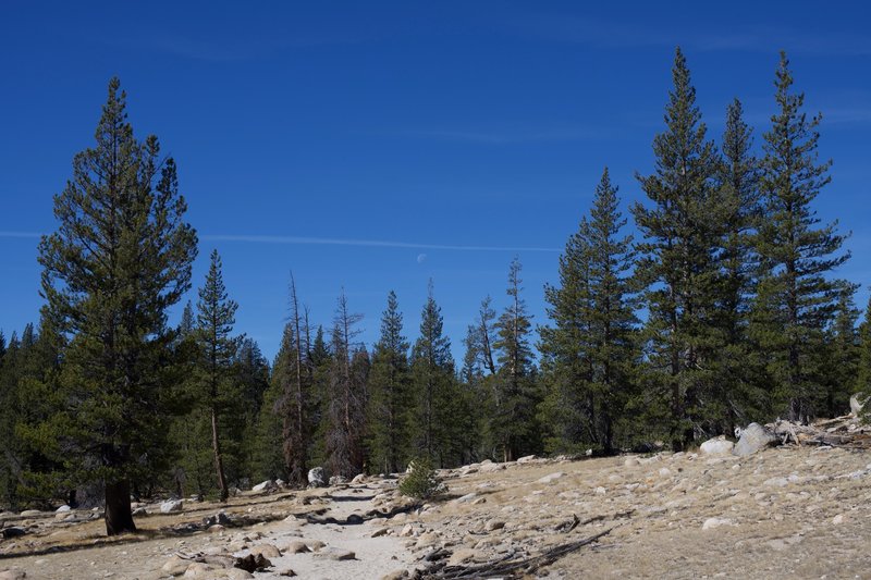 The moon above the pines on the PCT between Tuolumne Meadows and Glen Aulin.