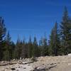 The moon above the pines on the PCT between Tuolumne Meadows and Glen Aulin.