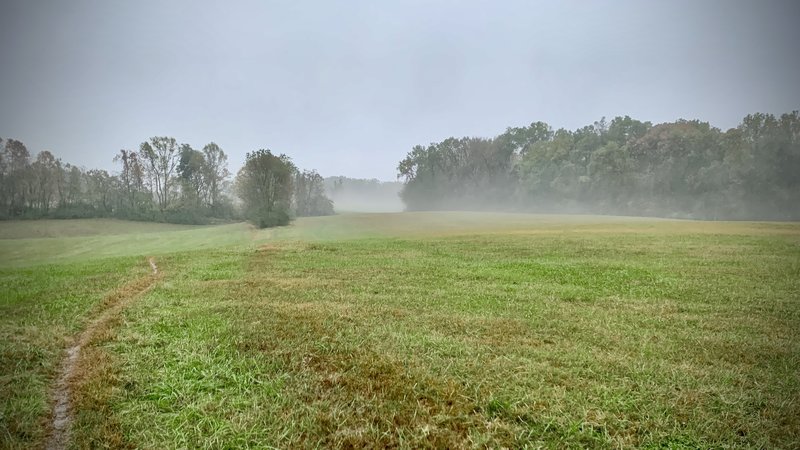 Stepping into the meadow .