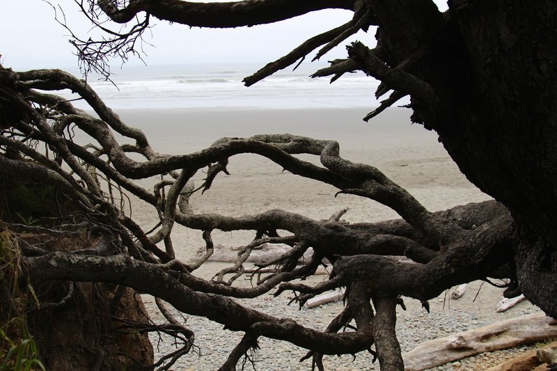 Tree roots