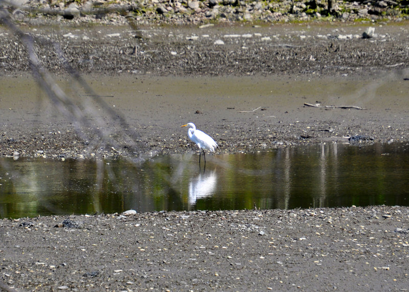 Great Egret