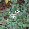 Western Pearly Everlasting