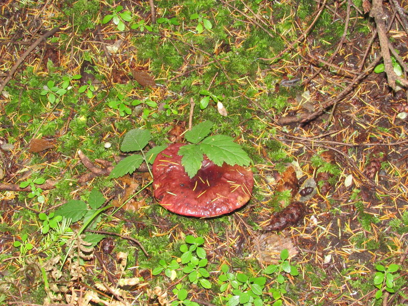 Lots of mushrooms on this shady trail