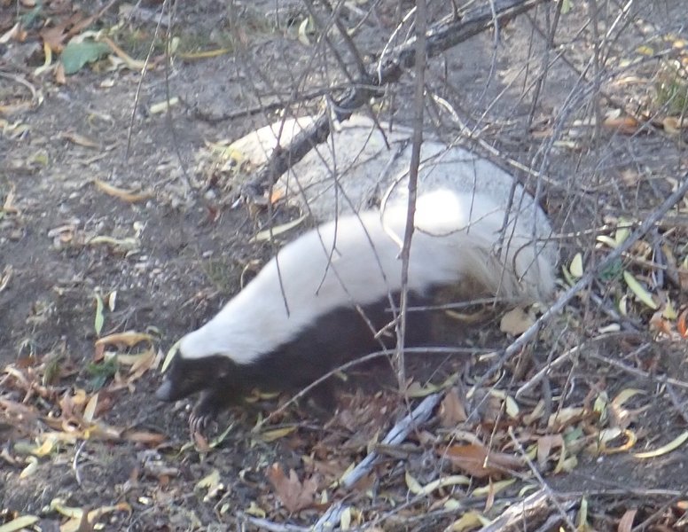 A Conepatus leuconotus (aka Hog-Nosed Skunk) that clearly does not observe trail etiquette! I had to jump on some smaller boulders and let him pass.