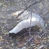 A Conepatus leuconotus (aka Hog-Nosed Skunk) that clearly does not observe trail etiquette! I had to jump on some smaller boulders and let him pass.