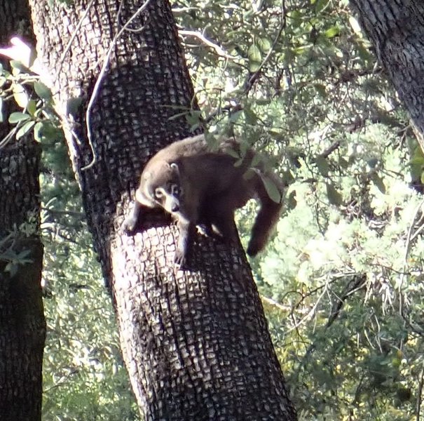 A Nasua narica, or White Nose Coati, that I startled while hiking the #4 Canada Del Oro trail.