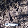 A bear print I saw on the #4 Canda Del Oro trail. There was very high winds and this track was VERY fresh. Bear spray is a must if you hike this trail!