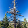 A beautiful dead tree next to Sherwin Lakes Trail.