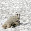 Mountain goat on the trail