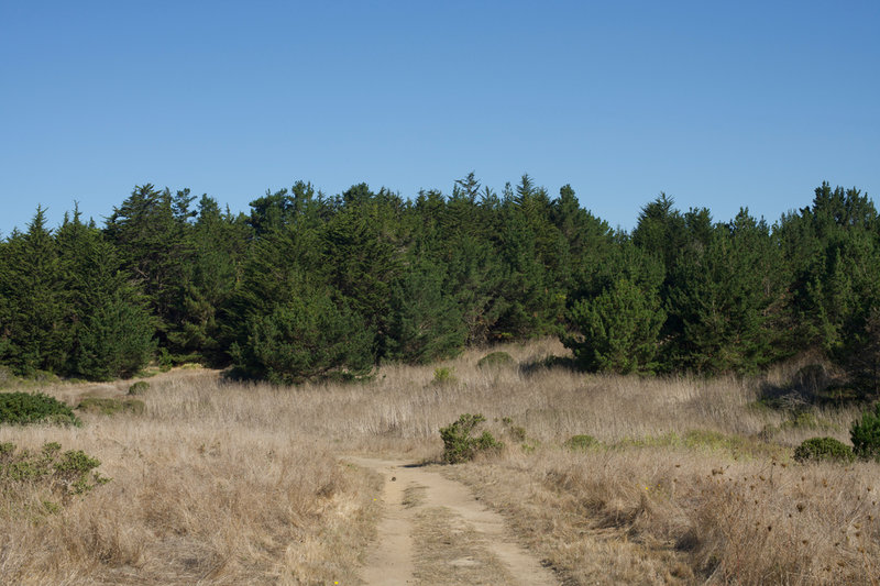 The trail is dirt on the lower portion of the trail and passes through evergreen woods.