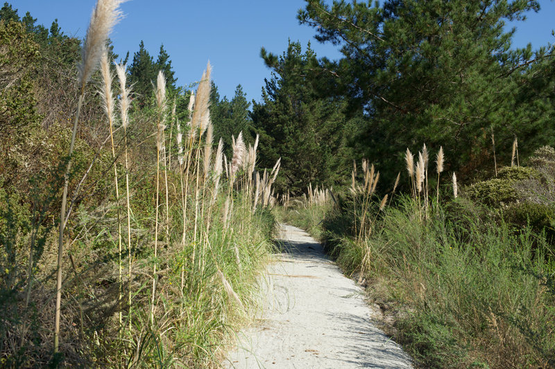 The trail turns to gravel and pampas grass grows along the trail as it reaches the turn around point.