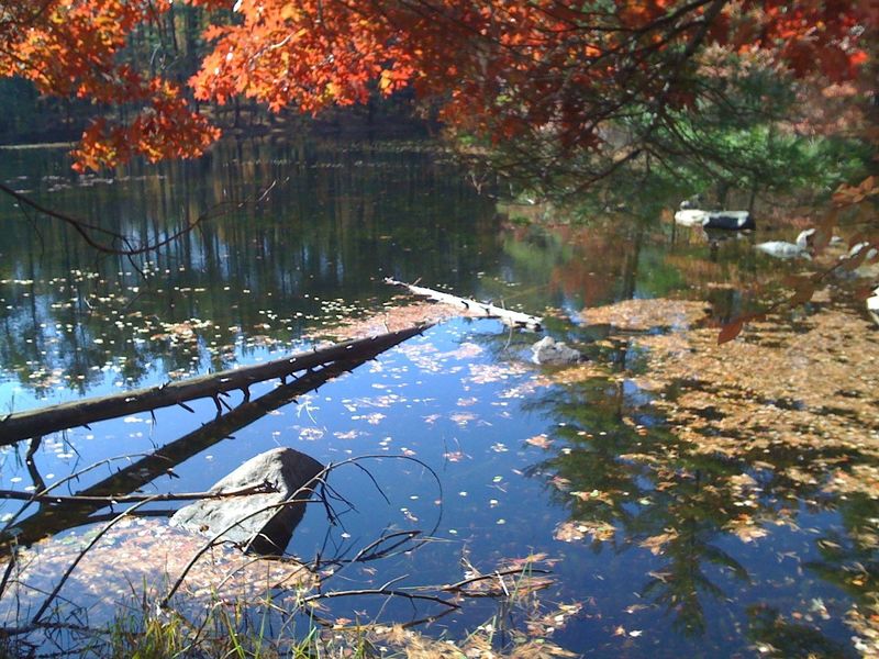 Inlet of Brackett Pond