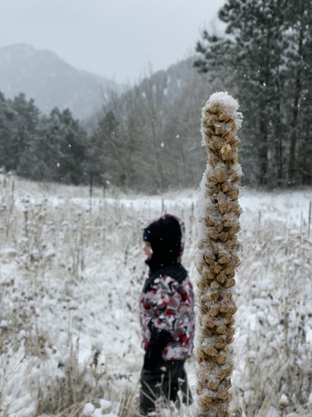 Playing in the snow