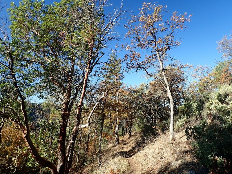 Along the Felton Memorial Trail