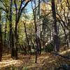 The trail passes through stands of big leaf maples.