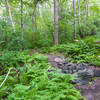 Beaver Brook trail.