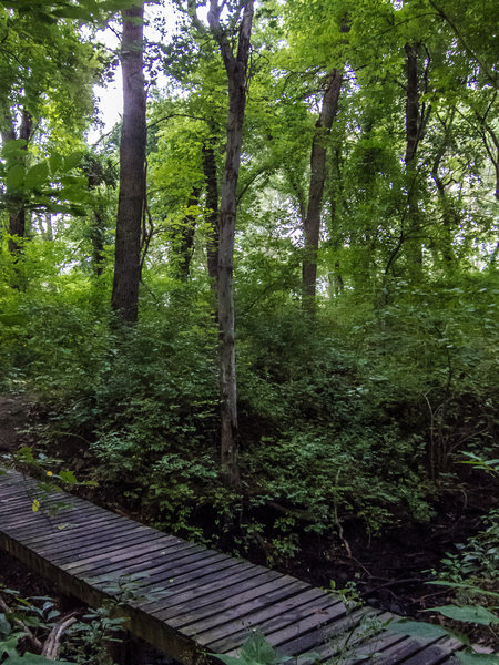 The vines on the tall trees make this area look very rainforest like.