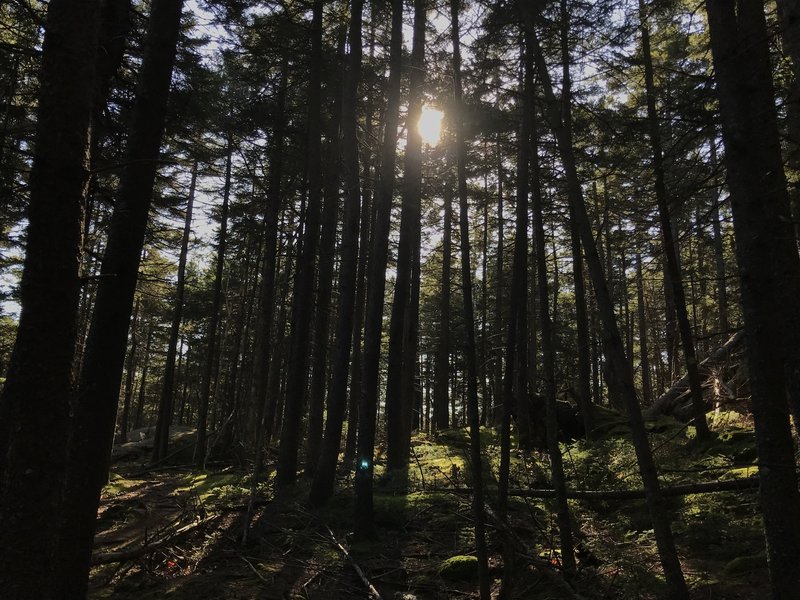 Sunlight through Mossy Woods.