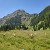 Cows on the trail