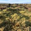 Heading over the moss-covered lava fields.