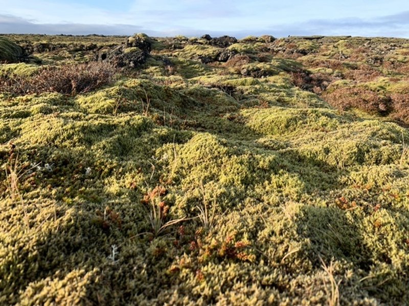 Hiking over moss on the lava field.