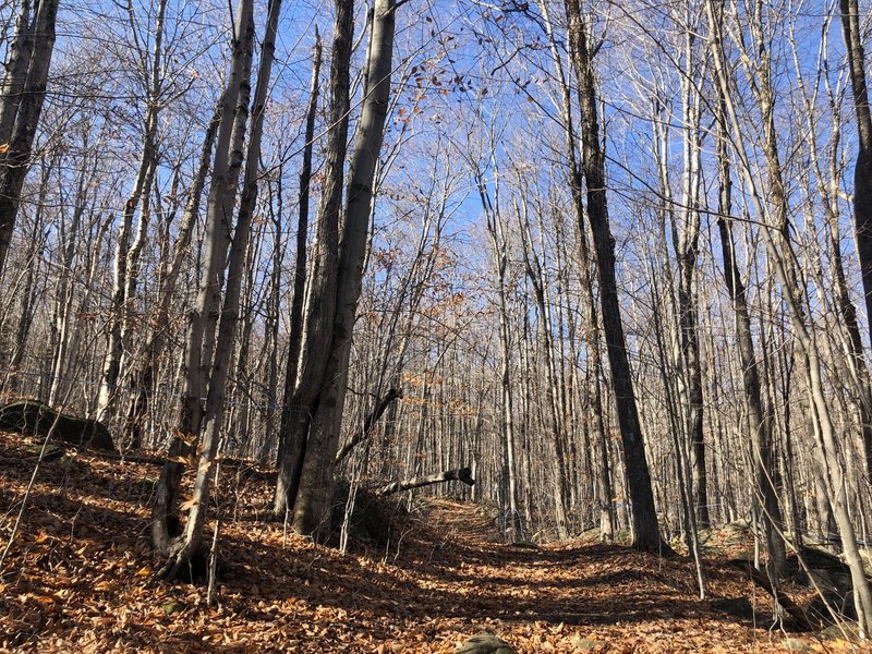 Andrew Brook Trail