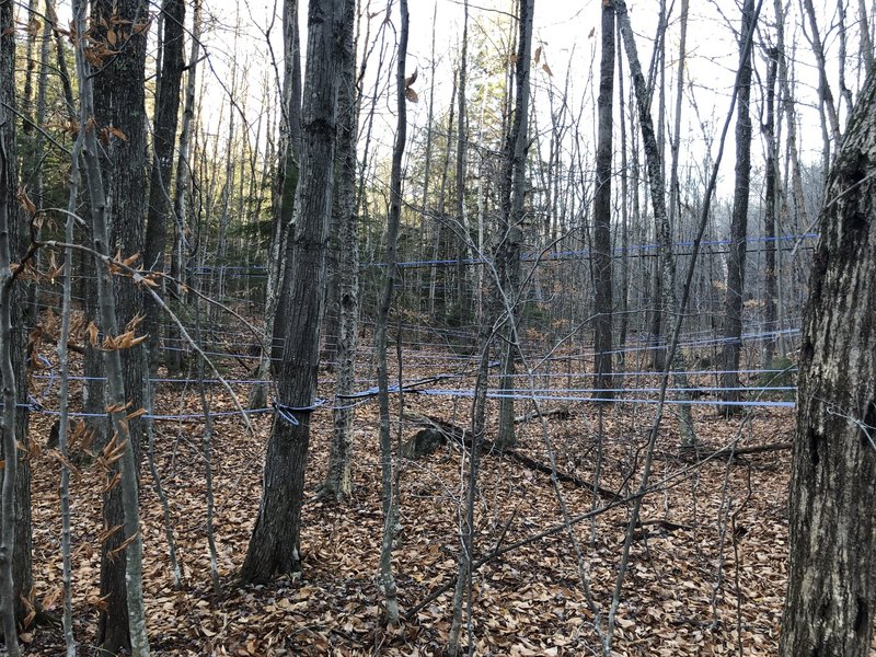 Maple Syrup Harvesting on the Andrew Brook Trail