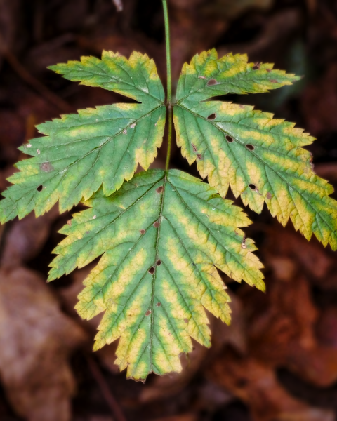 Caught a leaf mid-switch to Autumn colors