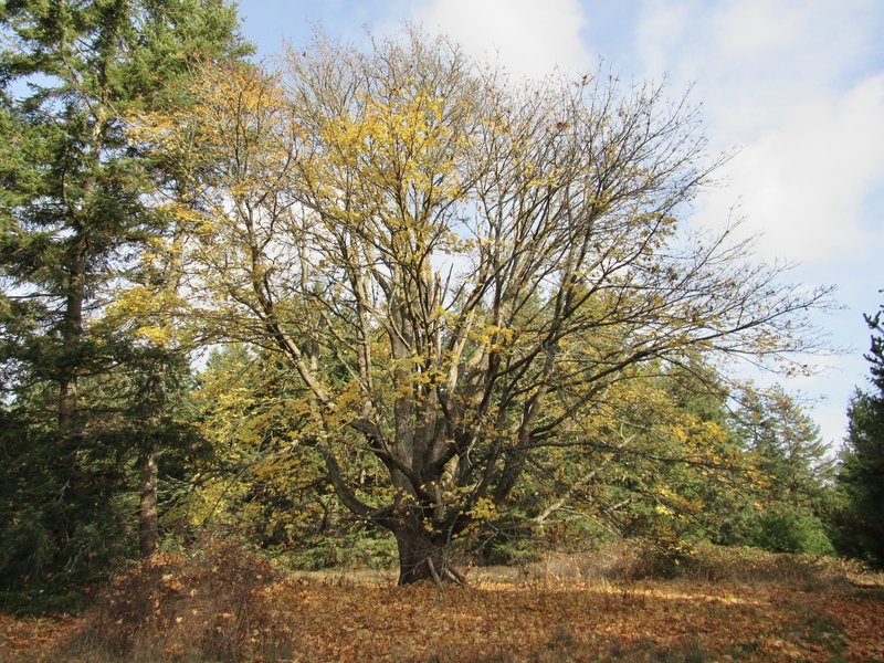 One of many huge maple trees.