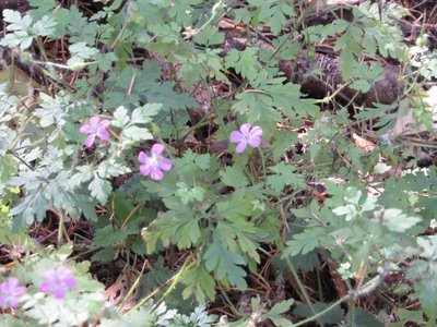Geranium