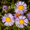 A bunch of Asters (I think) bask in the bright Autumn afternoon sunlight